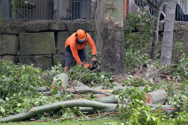 Best Utility Line Clearance  in Hattiesburg, MS